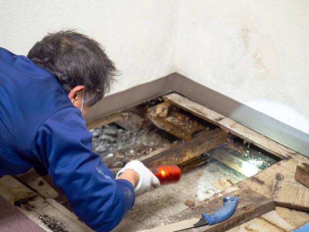 Best Mold Testing and Removal  in Texarkana, TX