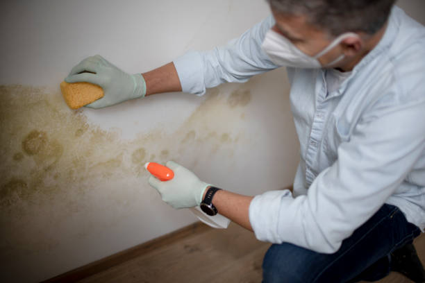 Best Commercial Mold Removal  in Texarkana, TX