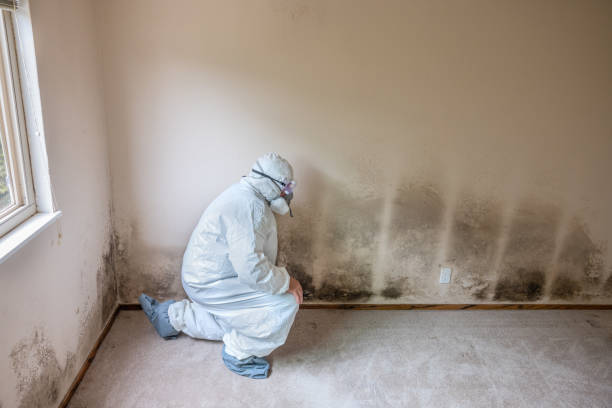 Best Certified Mold Removal  in Texarkana, TX