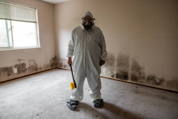 Best Local Mold Removal Service  in Texarkana, TX